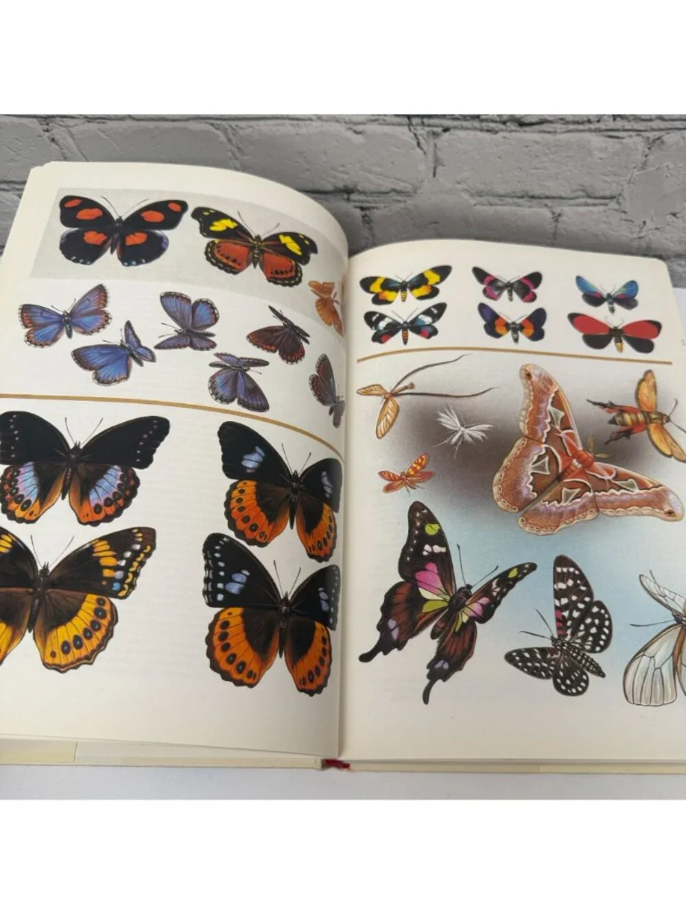 Butterflies of the World Coffee Table Book 1988 Illustrated Hardcover